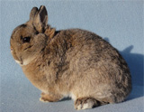 Farbenzwerge graubraunsilber